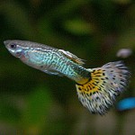 Akvariet fisk guppies