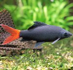 Akvariefiske: Labeo Akvariefiske: Labeo