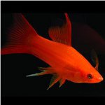 Akvariet fisk sverd