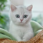 Britisk Chinchilla