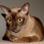 Burmesisk katt Burmesisk katt