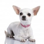 Hva å mate Chihuahua