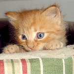 Slik får du en månedlig kattunge