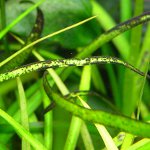 Svart skjegg i akvariet Svart skjegg i akvariet