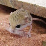 Hjem jerboa: vedlikehold og omsorg