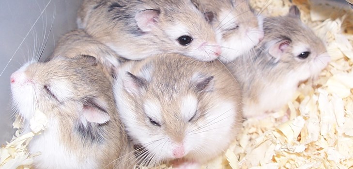 hamsters jungar bilder