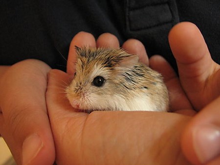 hamster djungar bilde
