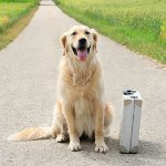 Hvor skal man forlate hunden på ferie? Hvor skal man forlate hunden på ferie?