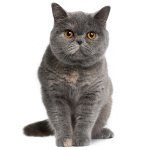 Naturen til britiske katter