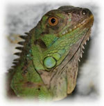 Iguana hjemme