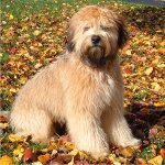 Irsk Soft Coated Wheaten Terrier Irsk Soft Coated Wheaten Terrier
