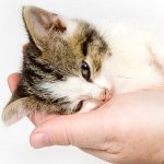 Hvordan kan jeg si om katten din er syk?