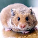 Hvordan bestemme kjønn av en hamster