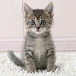 Hvordan bestemme alderen på en kattunge