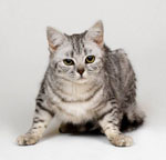Hvordan forstå en katt? Hvordan forstå en katt?