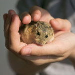 Hvordan tame en hamster