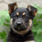 Hvordan lære hunden til stedet?