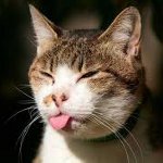 Hvordan lage en prikk en katt Hvordan lage en prikk en katt