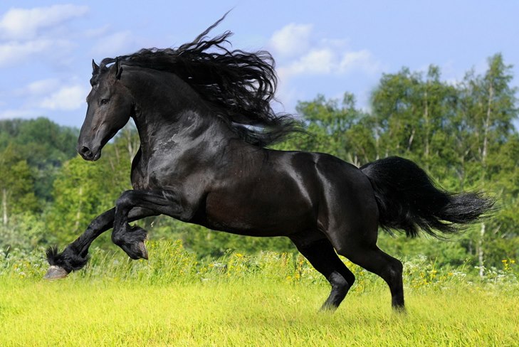 Hvordan pleie en hest: En guide til omsorg for en video