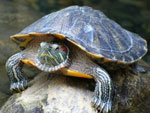 Red-bellied skilpadde