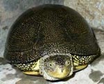 Europeisk myrskildpadde