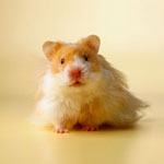 Hvordan velge hamster?