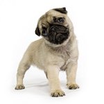 Hvilken hund er bedre? Hvilken hund er bedre?