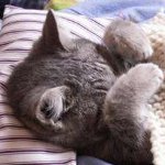Kalsitovirus hos katter