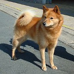 Karelo-finske Laika (finsk Spitz) Karelo-finske Laika (finsk Spitz)