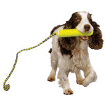 Lag hunden. Sic!