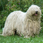 Komondor: Ungarsk Shepherd Dog Komondor: Ungarsk Shepherd Dog