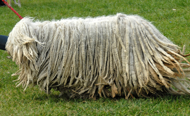 Komondor: Ungarsk Shepherd Dog