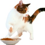 Katten spiser ikke noe Katten spiser ikke noe