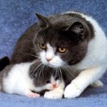 Mastitt i en katt