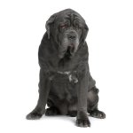 Napolitansk Mastiff eller Mastino Poleetano Napolitansk Mastiff eller Mastino Poleetano