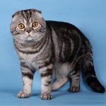 Farger av skotske katter Farger av skotske katter