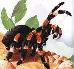 Hvordan bryr seg om tarantula edderkopper