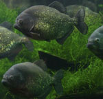 Piranhas i akvariet ditt