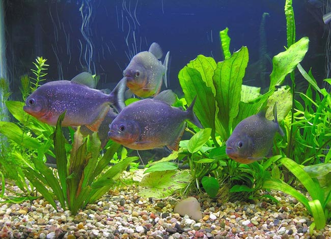 Piranhas i akvariet ditt