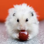 Feeding hamsters: du kan og kan ikke