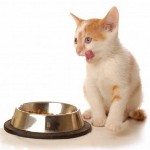 Feeding kattunger. Hva skal du mate kattungen?