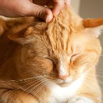 Hvorfor spiser katter?