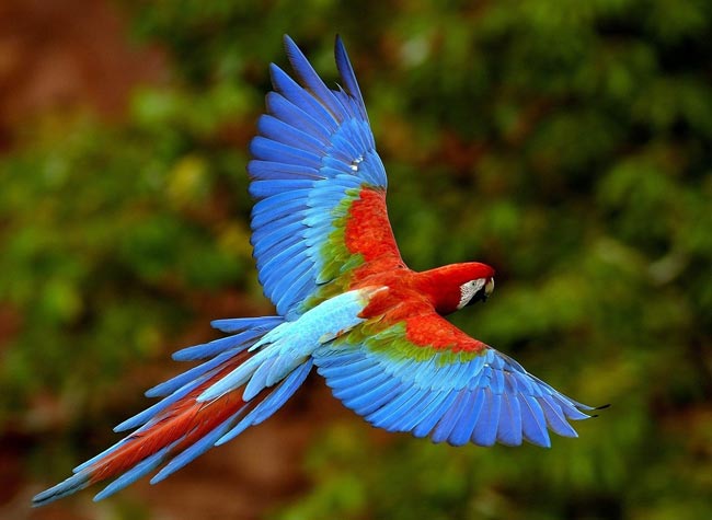 Papegøyer av macawen