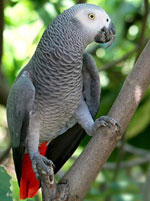Jacques Parrot: innhold hjemme