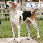 Amerikansk Foxhound Amerikansk Foxhound