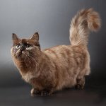 Ras av katter: munchkin