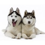 Husky hund rase