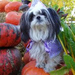 Ras av Shih Tzu hunder
