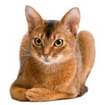 Kattraser: Abyssinian katt