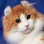 Ras av katter: American Curl
